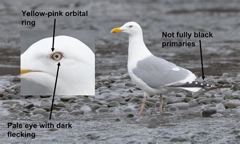 ebird alaska|alaska bird identifier.